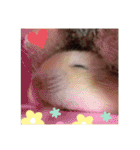 プリン4（個別スタンプ：14）