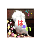 プリン4（個別スタンプ：31）