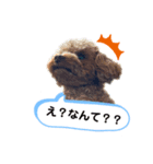 我が家のトイプ1（個別スタンプ：2）