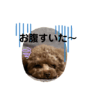 我が家のトイプ1（個別スタンプ：4）