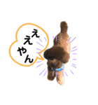 我が家のトイプ1（個別スタンプ：5）