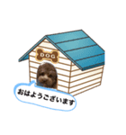 我が家のトイプ1（個別スタンプ：8）