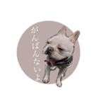 ヨーダvol5 〜宮崎弁〜（個別スタンプ：6）