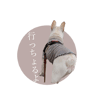 ヨーダvol5 〜宮崎弁〜（個別スタンプ：16）