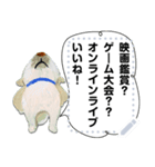 柴犬タイソウ（個別スタンプ：10）