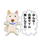 柴犬タイソウ（個別スタンプ：16）