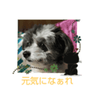 マルプーのあずき（個別スタンプ：3）