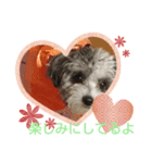 マルプーのあずき（個別スタンプ：4）
