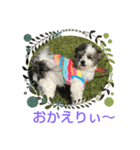 マルプーのあずき（個別スタンプ：8）