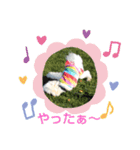 マルチーズのうずら（個別スタンプ：1）