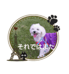 マルチーズのうずら（個別スタンプ：8）