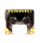 黒ポメのポンタくん5（個別スタンプ：1）