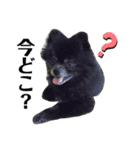 黒ポメのポンタくん5（個別スタンプ：3）