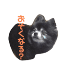 黒ポメのポンタくん5（個別スタンプ：4）