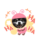黒ポメのポンタくん5（個別スタンプ：5）