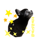 黒ポメのポンタくん5（個別スタンプ：11）