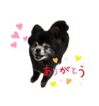 黒ポメのポンタくん5（個別スタンプ：13）