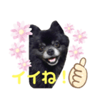 黒ポメのポンタくん5（個別スタンプ：14）