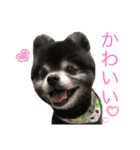 黒ポメのポンタくん5（個別スタンプ：15）