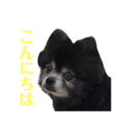 黒ポメのポンタくん5（個別スタンプ：16）