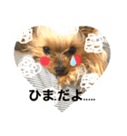 うちのヨーキースタンプ01（個別スタンプ：11）