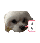 可愛い❤️ワンちゃん9（個別スタンプ：5）