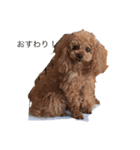 可愛い犬三びきしゅう。（個別スタンプ：1）