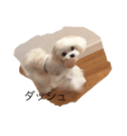 可愛い犬三びきしゅう。（個別スタンプ：3）