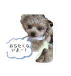可愛い犬三びきしゅう。（個別スタンプ：4）