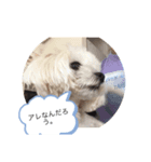 可愛い犬三びきしゅう。（個別スタンプ：6）