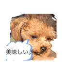 可愛い犬三びきしゅう。（個別スタンプ：7）