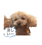 可愛い犬三びきしゅう。（個別スタンプ：8）