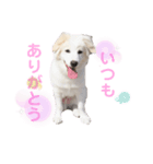 白ワンコのハクさん2です（個別スタンプ：2）