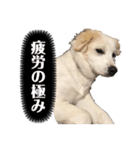 白ワンコのハクさん2です（個別スタンプ：3）