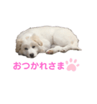 白ワンコのハクさん2です（個別スタンプ：8）