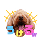 トイプーのどんぐり＆くりまろ日常スタンプ（個別スタンプ：1）
