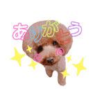 トイプーのどんぐり＆くりまろ日常スタンプ（個別スタンプ：4）