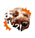 トイプーのどんぐり＆くりまろ日常スタンプ（個別スタンプ：9）