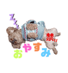 トイプーのどんぐり＆くりまろ日常スタンプ（個別スタンプ：10）