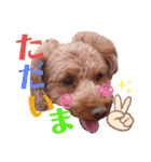 トイプーのどんぐり＆くりまろ日常スタンプ（個別スタンプ：11）