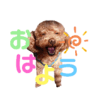 トイプーのどんぐり＆くりまろ日常スタンプ（個別スタンプ：13）