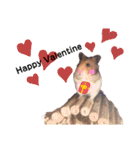 ハムちゃんずの日常すたんぷ❤️（個別スタンプ：13）