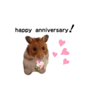 ハムちゃんずの日常すたんぷ❤️（個別スタンプ：15）