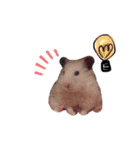 ハムちゃんずの日常すたんぷ❤️（個別スタンプ：28）