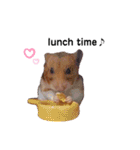 ハムちゃんずの日常すたんぷ❤️（個別スタンプ：30）