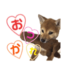 柴犬さく④（個別スタンプ：1）