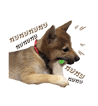 柴犬さく④（個別スタンプ：2）