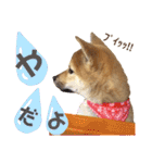 柴犬さく④（個別スタンプ：3）
