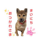 柴犬さく④（個別スタンプ：4）