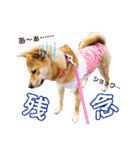 柴犬さく④（個別スタンプ：5）